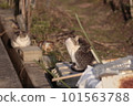 Scenery with a stray cat grooming 101563788