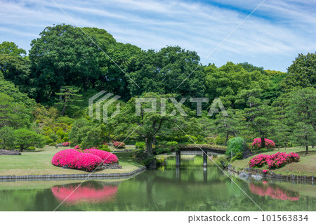 池塘倒映著盛開的東京新綠杜鵑花六義園 池塘倒映著盛開的東京新綠杜鵑花六義園 101563834