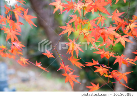 京都西山 Jurinji 寺內的秋葉 Momiji 京都西山 Jurinji 寺內的秋葉 Momiji 101563893