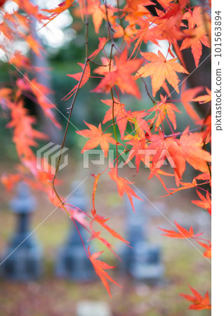 京都西山 Jurinji 寺內的秋葉 Momiji 101563894