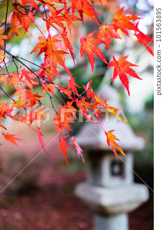 京都西山 Jurin 寺的秋葉楓樹和石燈籠 京都西山 Jurin 寺的秋葉楓樹和石燈籠 101563895