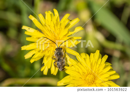 NIPPON HIGENNAGA Honeybee NIPPON HIGENNAGA Honeybee 101563922