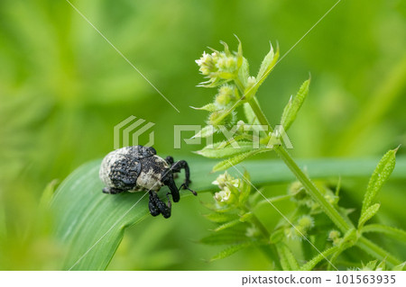 Bullfrog bean weevil Bullfrog bean weevil 101563935