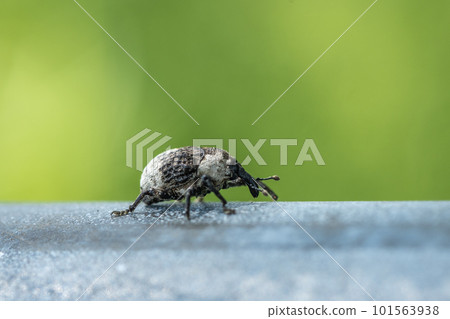  Bullfrog bean weevil 101563938