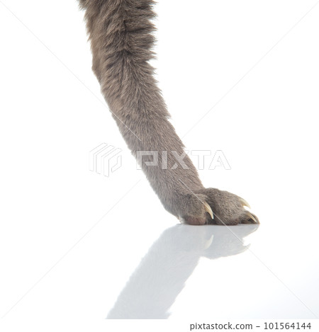 Hind paws of this cat on a white background close-up 101564144
