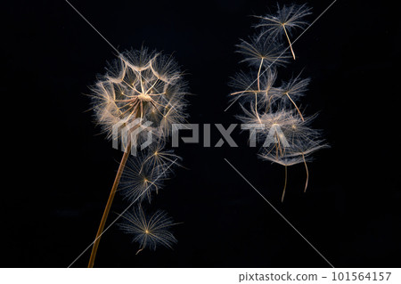 dandelion seeds fly from a flower on a dark background. botany and bloom growth propagation dandelion seeds fly from a flower on a dark background. botany and bloom growth propagation 101564157