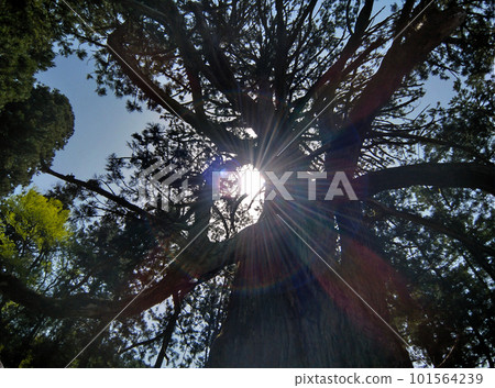 Hakusan Shrine where a large cedar tree in Mushikawa, Joetsu City, Niigata Prefecture is enshrined Hakusan Shrine where a large cedar tree in Mushikawa, Joetsu City, Niigata Prefecture is enshrined 101564239