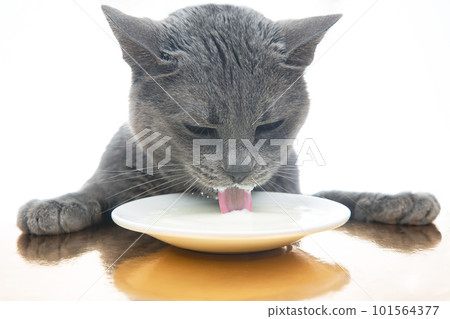 gray cat drinks fresh milk from a white plate. homemade breakfast concept with favorite animal 101564377