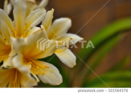 spring flowering green center spring flowering green center 101564378