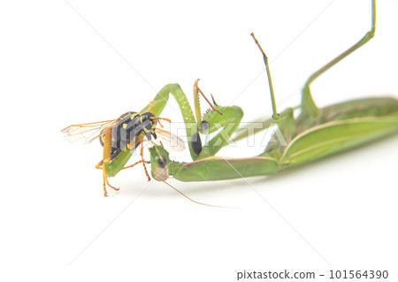 praying mantis is fighting a wasp close-up on a white background. 101564390