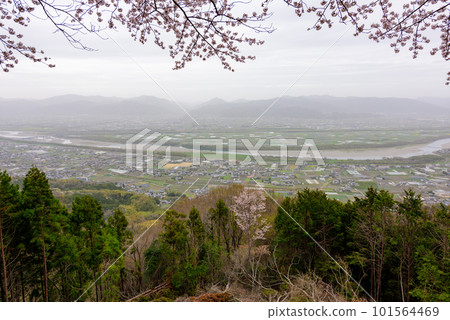 從德島縣吉野川市櫻花路眺望櫻花和吉野川 101564469