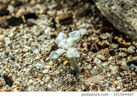 Sinningia leucotrica, known as the Queen of Cliffs 101564487