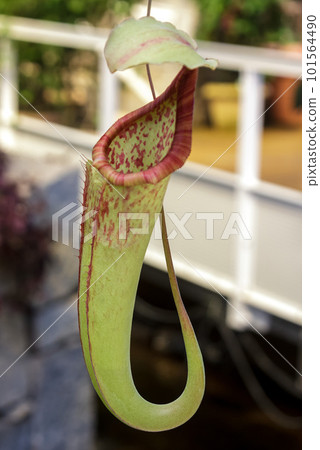 Appearance of Nepenthes (Nepenthes), a carnivorous plant 101564490