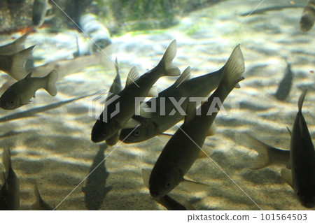 Fish swimming in an aquarium 101564503