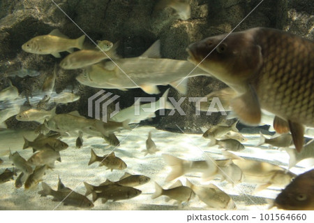 魚在水族館裡游泳 101564660