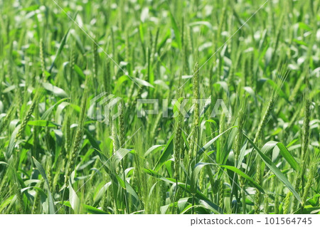 Green ears of wheat, early summer scenery 101564745