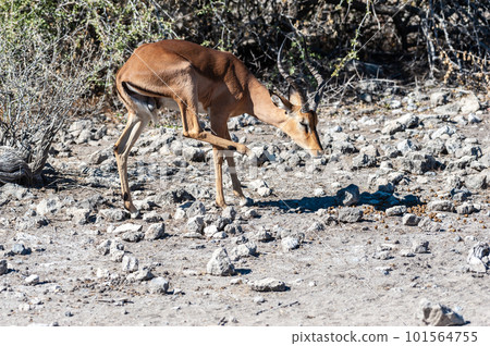 Impalas in Etosha National Park Impalas in Etosha National Park 101564755