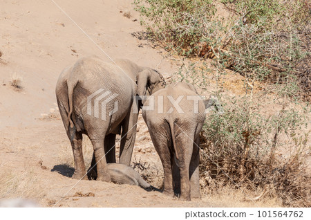 Three desert Elephants in the Namibian Desert Three desert Elephants in the Namibian Desert 101564762