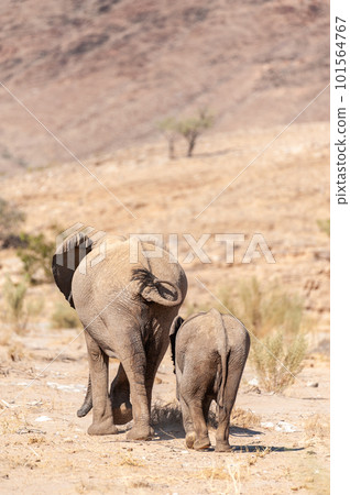 Two Desert Elephants in Namibia Two Desert Elephants in Namibia 101564767