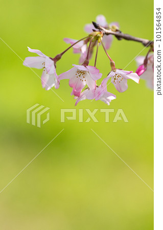 溫暖的春天陽光和櫻花花瓣特寫 101564854