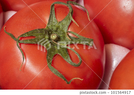 Fresh tomato stem close-up Fresh tomato stem close-up 101564917