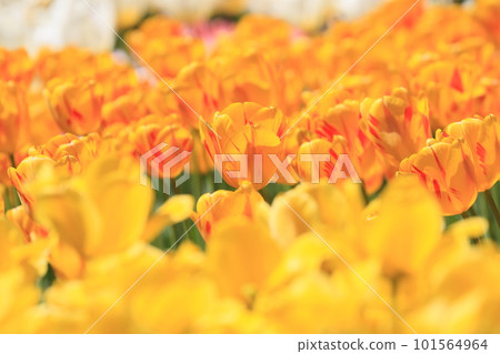 Yellow tulip Tulip shining in the sunlight 101564964