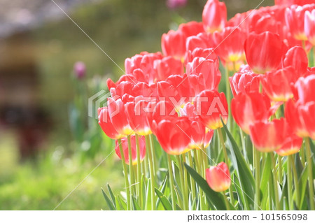 pink tulips shining in the sun 101565098