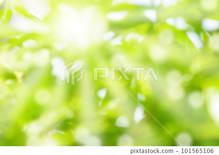 Fresh green sunbeams Fresh green sunbeams 101565106