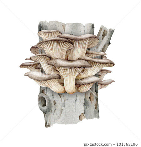Oyster mushroom bunch on a tree trunk. Watercolor illustration. Hand painted Pleurotus ostreatus fungi element on a tree. Oyster fresh natural mushrooms hand drawn image. White background 101565190