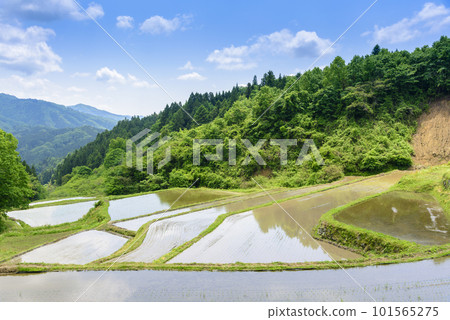 宮城縣澤尻水稻梯田插秧前 101565275