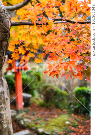 Autumn leaves at Oharano Shrine in Nishikyo Ward, Kyoto City Koizawa Pond Autumn leaves at Oharano Shrine in Nishikyo Ward, Kyoto City Koizawa Pond 101565348