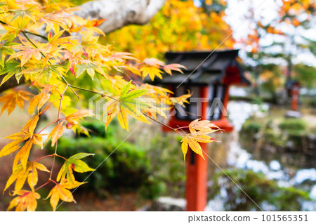 Autumn leaves at Oharano Shrine in Nishikyo Ward, Kyoto City Koizawa Pond Autumn leaves at Oharano Shrine in Nishikyo Ward, Kyoto City Koizawa Pond 101565351