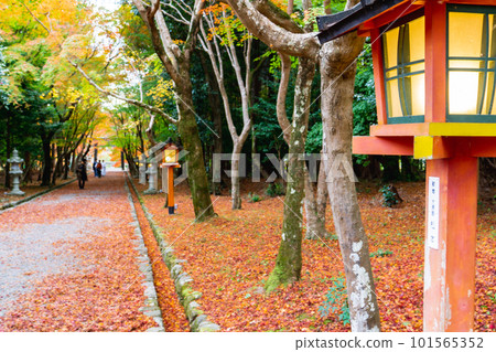 Autumn leaves of Oharano Shrine in Nishikyo Ward, Kyoto City Momiji on the approach Autumn leaves of Oharano Shrine in Nishikyo Ward, Kyoto City Momiji on the approach 101565352