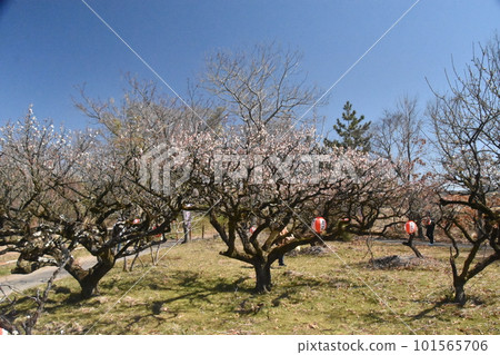 Umebayashi Plum Festival Umebayashi Plum Festival 101565706