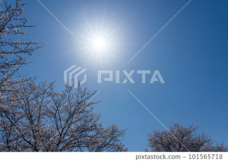 Cherry blossoms in full bloom and the sun in the clear sky Cherry blossoms in full bloom and the sun in the clear sky 101565718