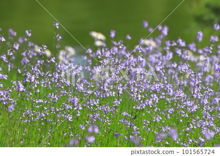 盛開的松葉海蘭 101565724