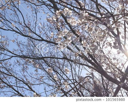 sunshine and cherry blossoms sunshine and cherry blossoms 101565980