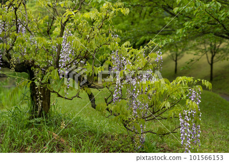 A spectacular view of the spring flower wisteria blooming in the rainy ancient forest 101566153
