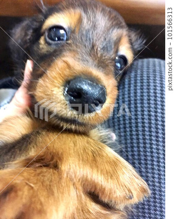A puppy that became a kennel cough 101566313