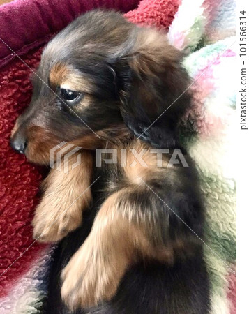 2 months old doggy 101566314
