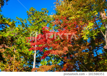 京都南禪寺藍天映襯下的落葉 京都南禪寺藍天映襯下的落葉 101566351