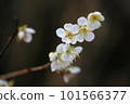 plum	 101566377