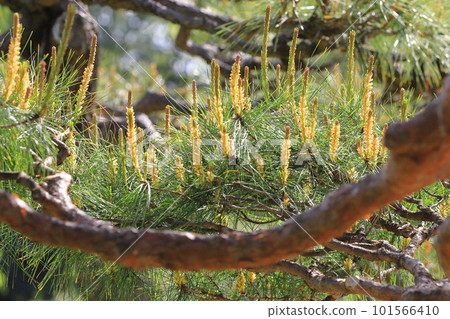 Red pine sprouts starting to grow Red pine sprouts starting to grow 101566410