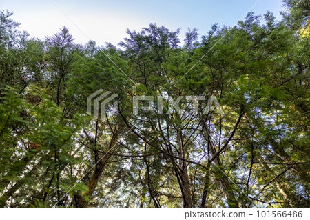 Looking up at the cypress forest Looking up at the cypress forest 101566486