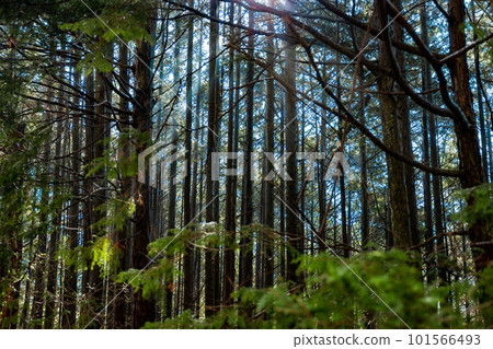 Looking up at the cypress forest Looking up at the cypress forest 101566493