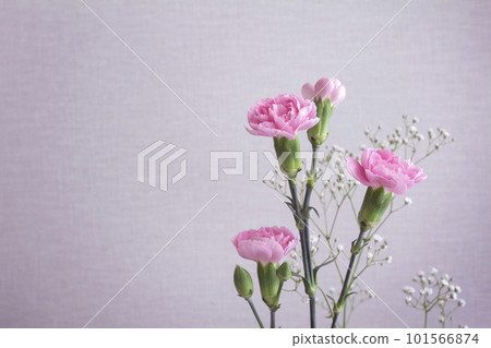 淡粉色空間，粉色康乃馨和槲寄生，左側有復制空間 101566874