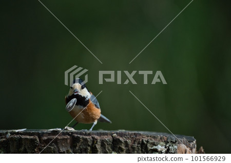 生活在北海道的可愛小鳥,山雀和山雀 生活在北海道的可愛小鳥,山雀和山雀 101566929
