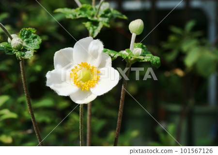 盛開的海葵菊（秋菊） 101567126