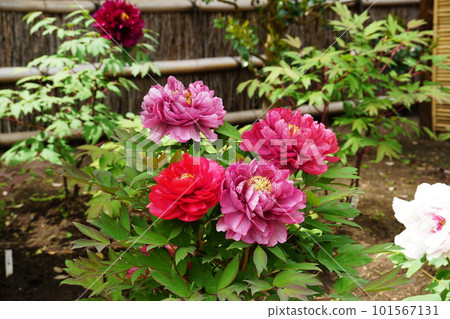 鈕扣花牡丹 101567131