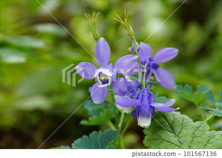Odamaki Aquilegia 101567136